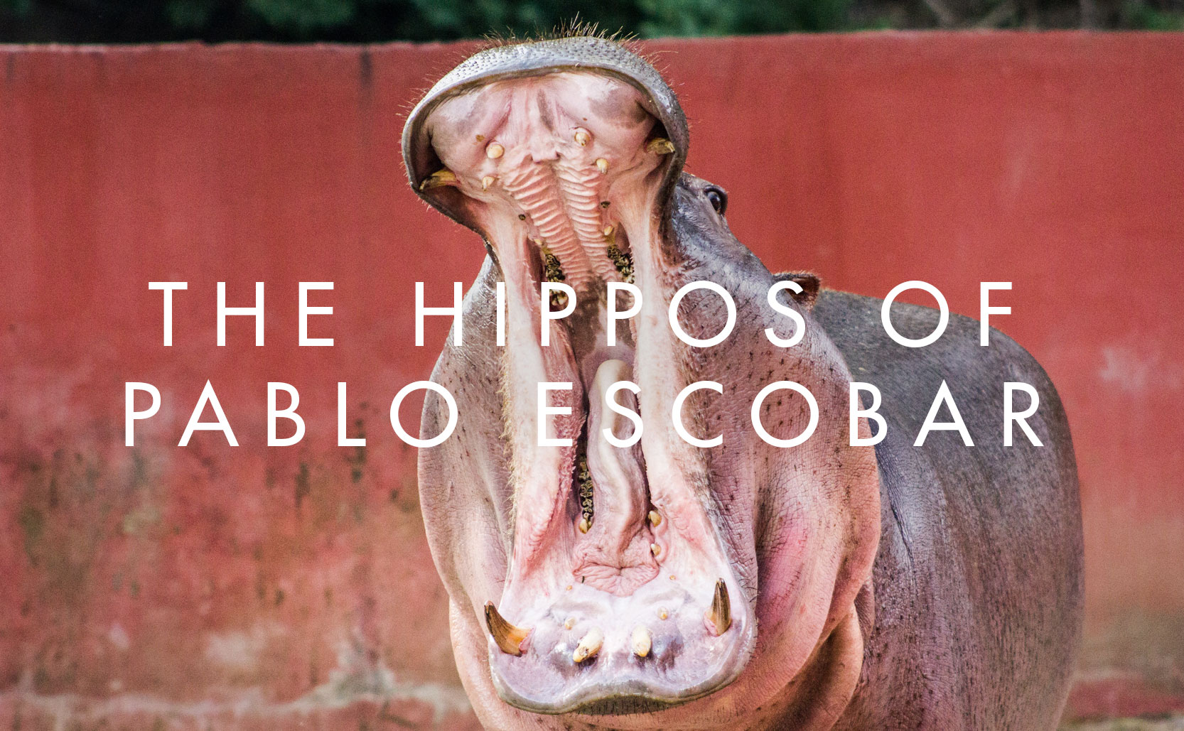You are currently viewing The Hippos of Pablo Escobar