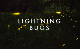 Lightning Bugs