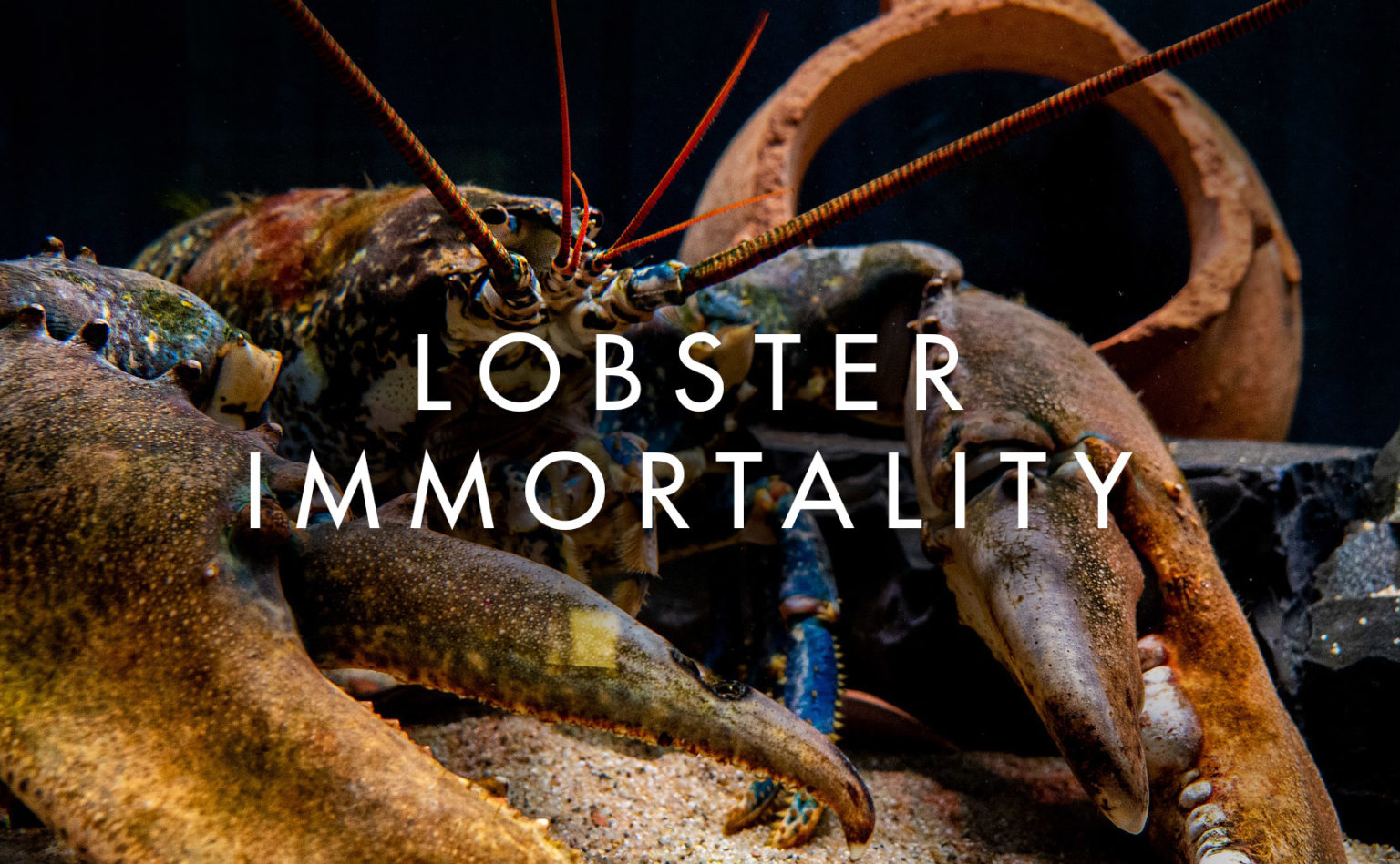 Lobster Immortality