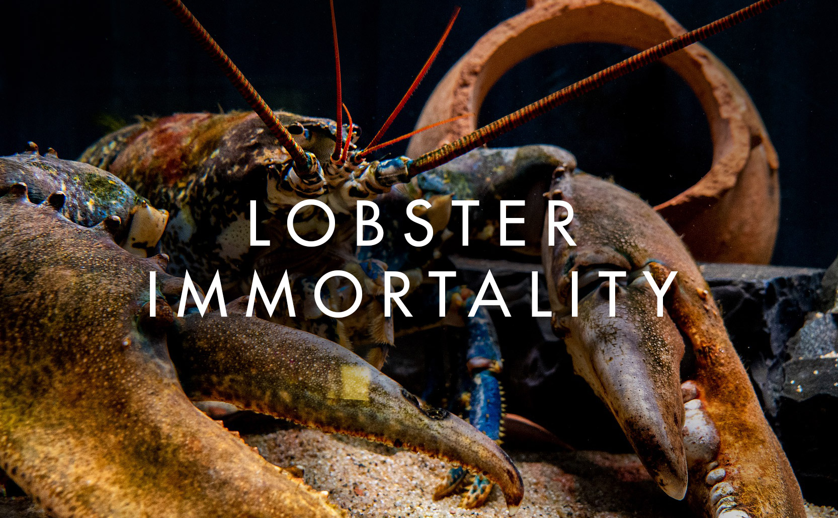 Read more about the article Lobster Immortality