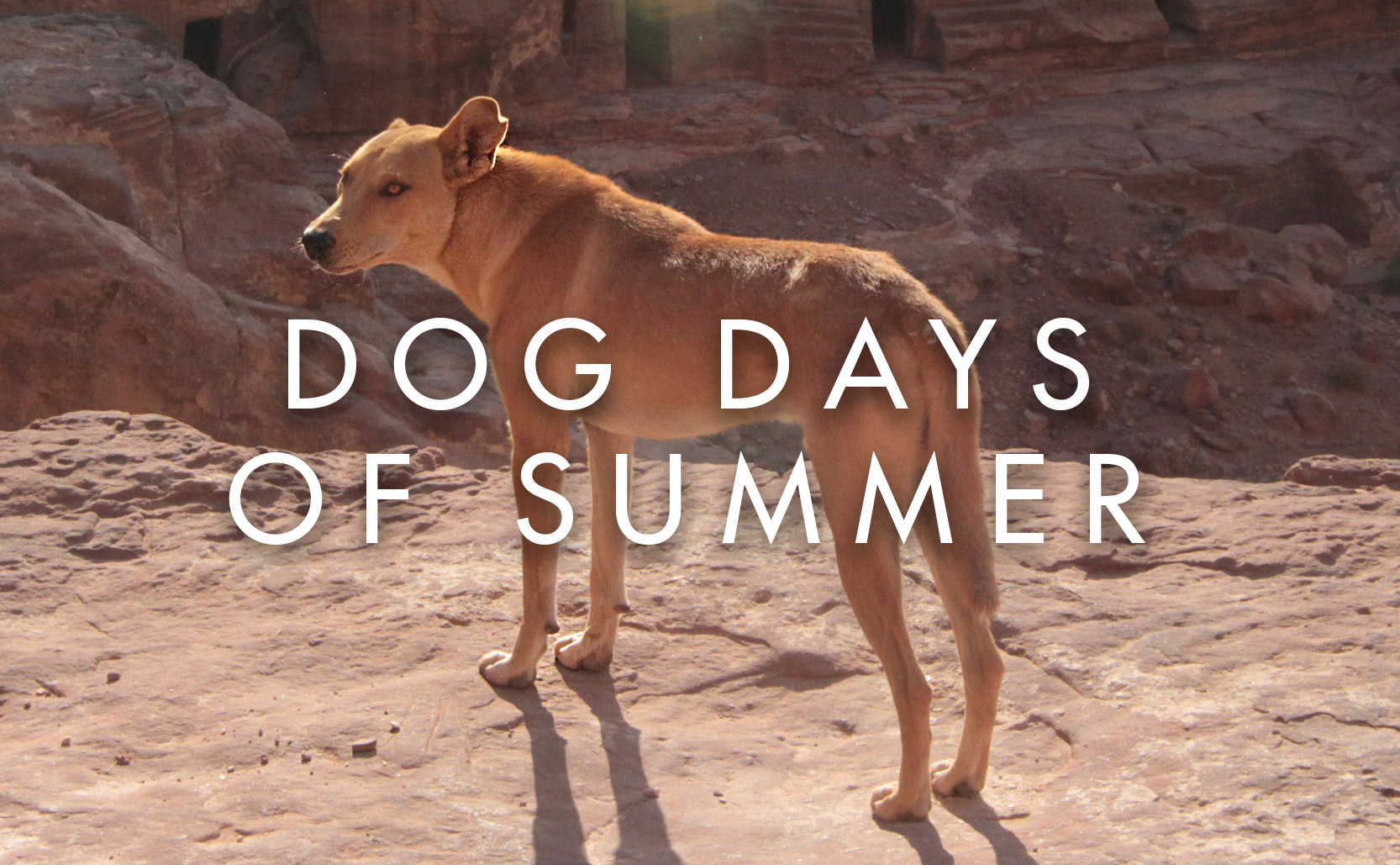 You are currently viewing Dog Days of Summer