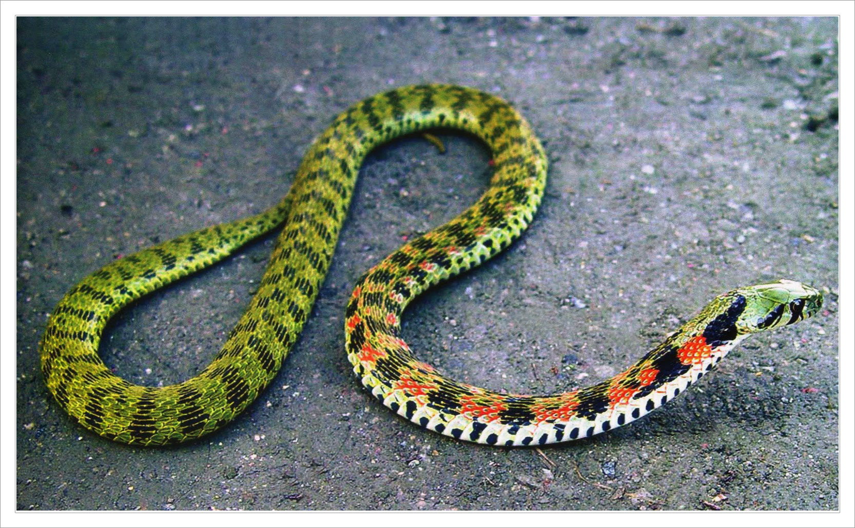 змеи виды и названия фото для детей