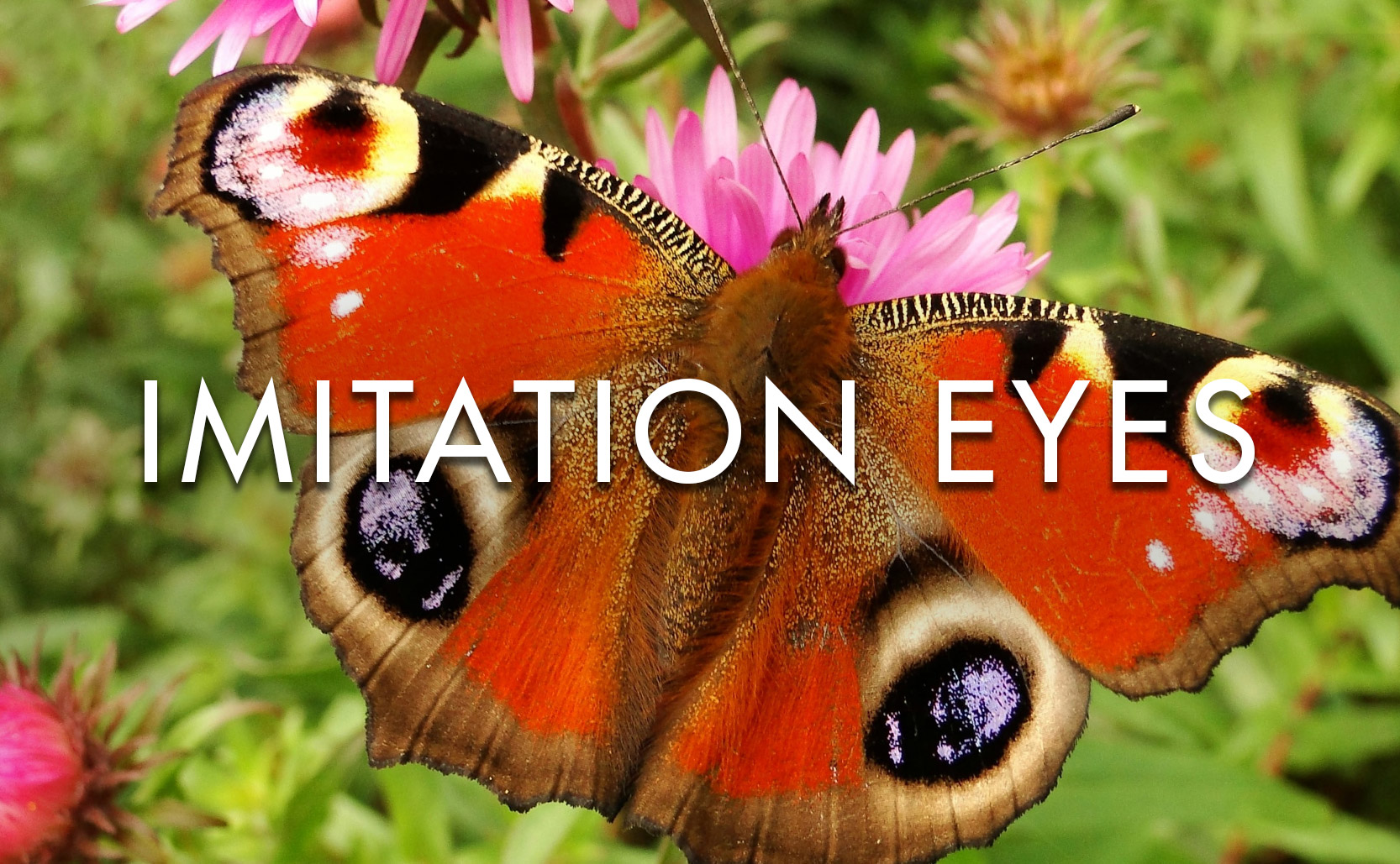 Read more about the article Imitation Eyes