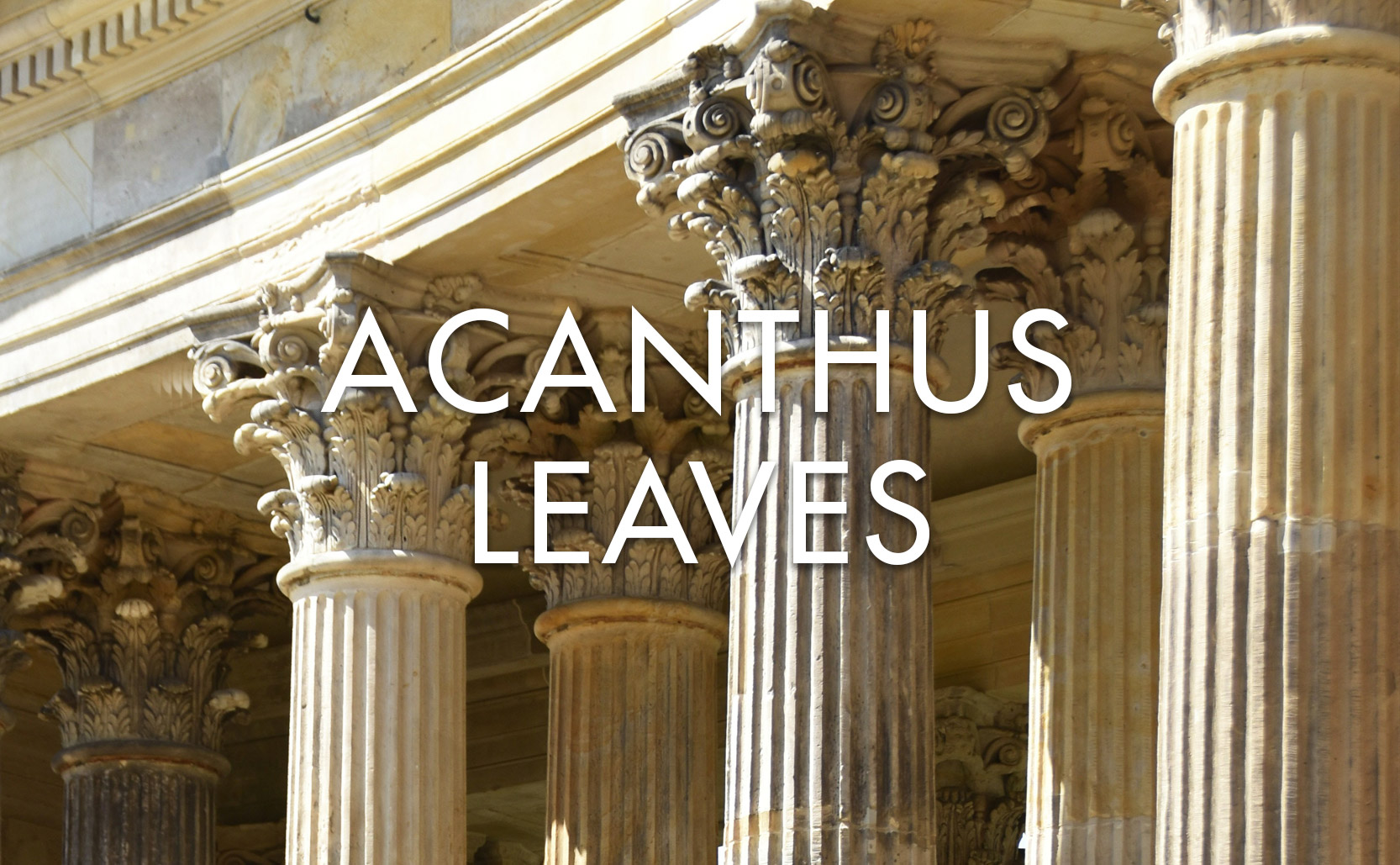 You are currently viewing Acanthus Leaves