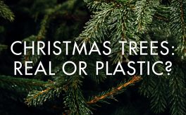 Christmas Trees: Real or Plastic?