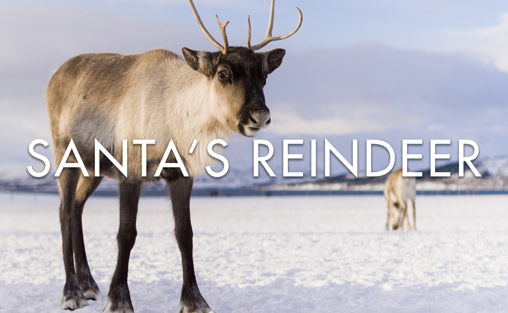 Read more about the article Santa’s Reindeer
