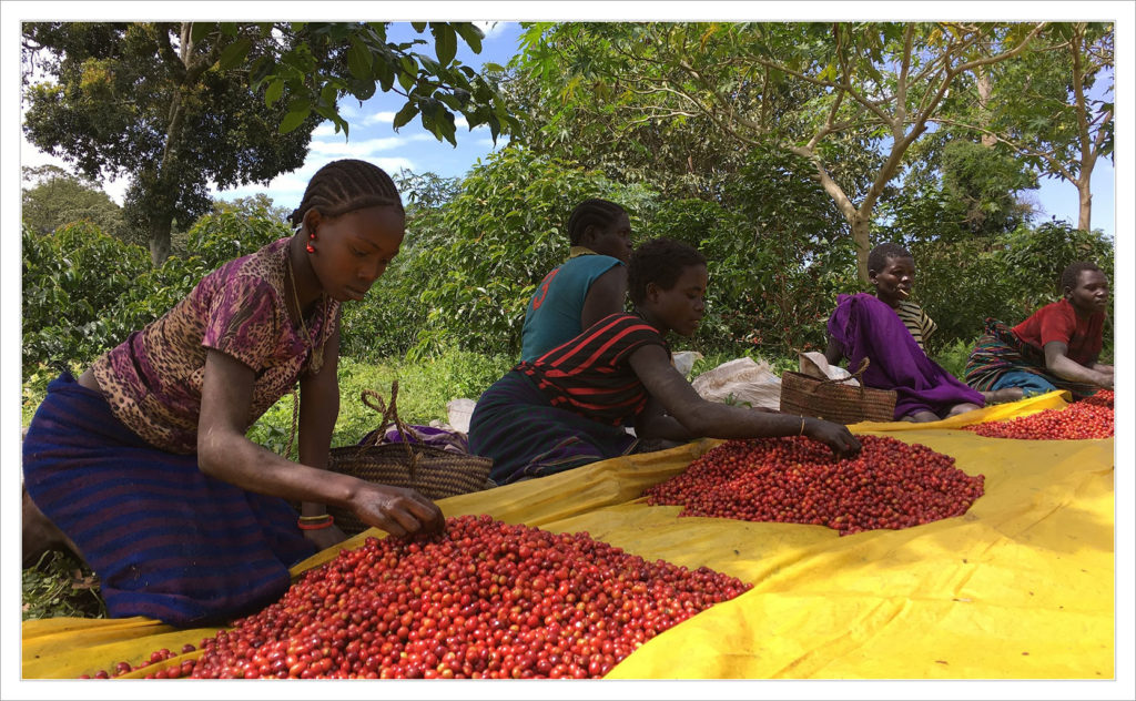 Coffee SunGrown or ShadeGrown?