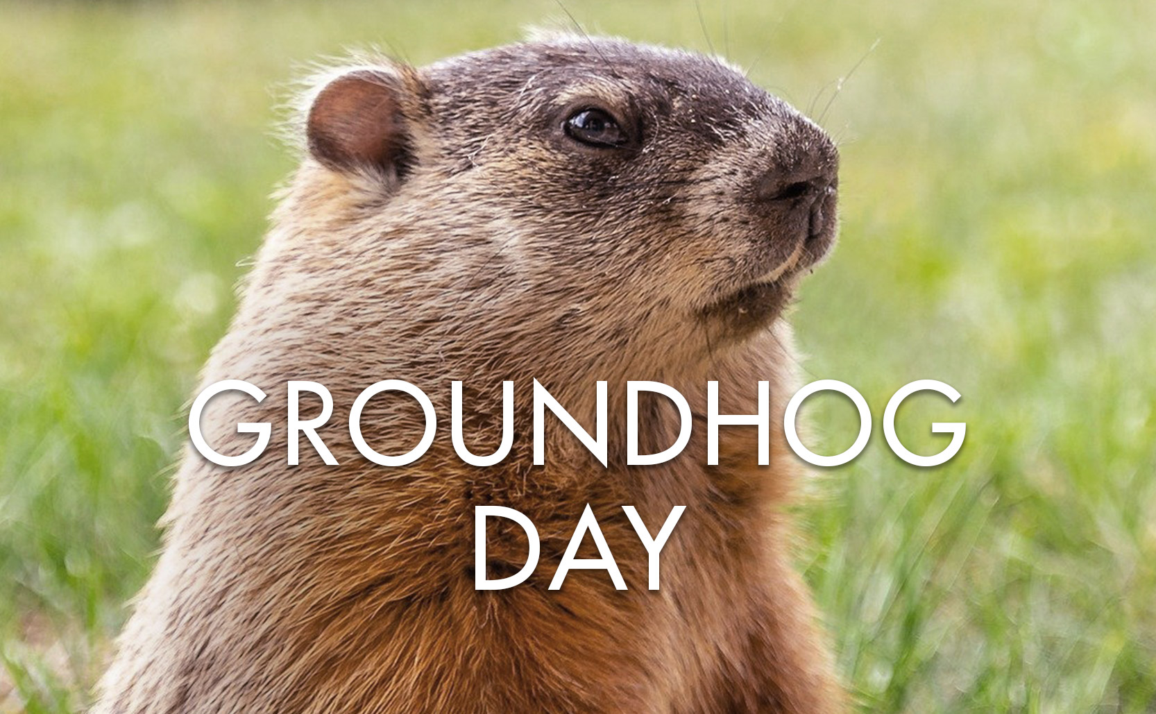 Read more about the article Groundhog Day