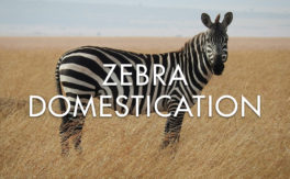 Zebra Domestication