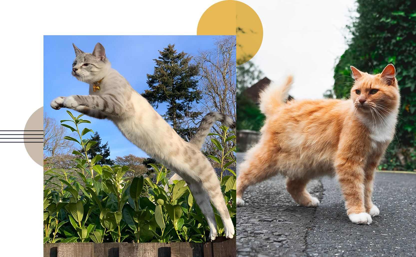 cat jumping fully stretched out, another cat standing with its primordial pouch hanging down