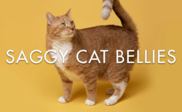 Saggy Cat Bellies