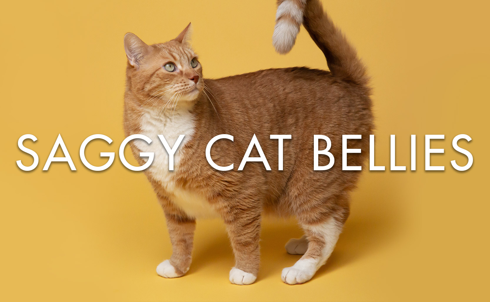You are currently viewing Saggy Cat Bellies