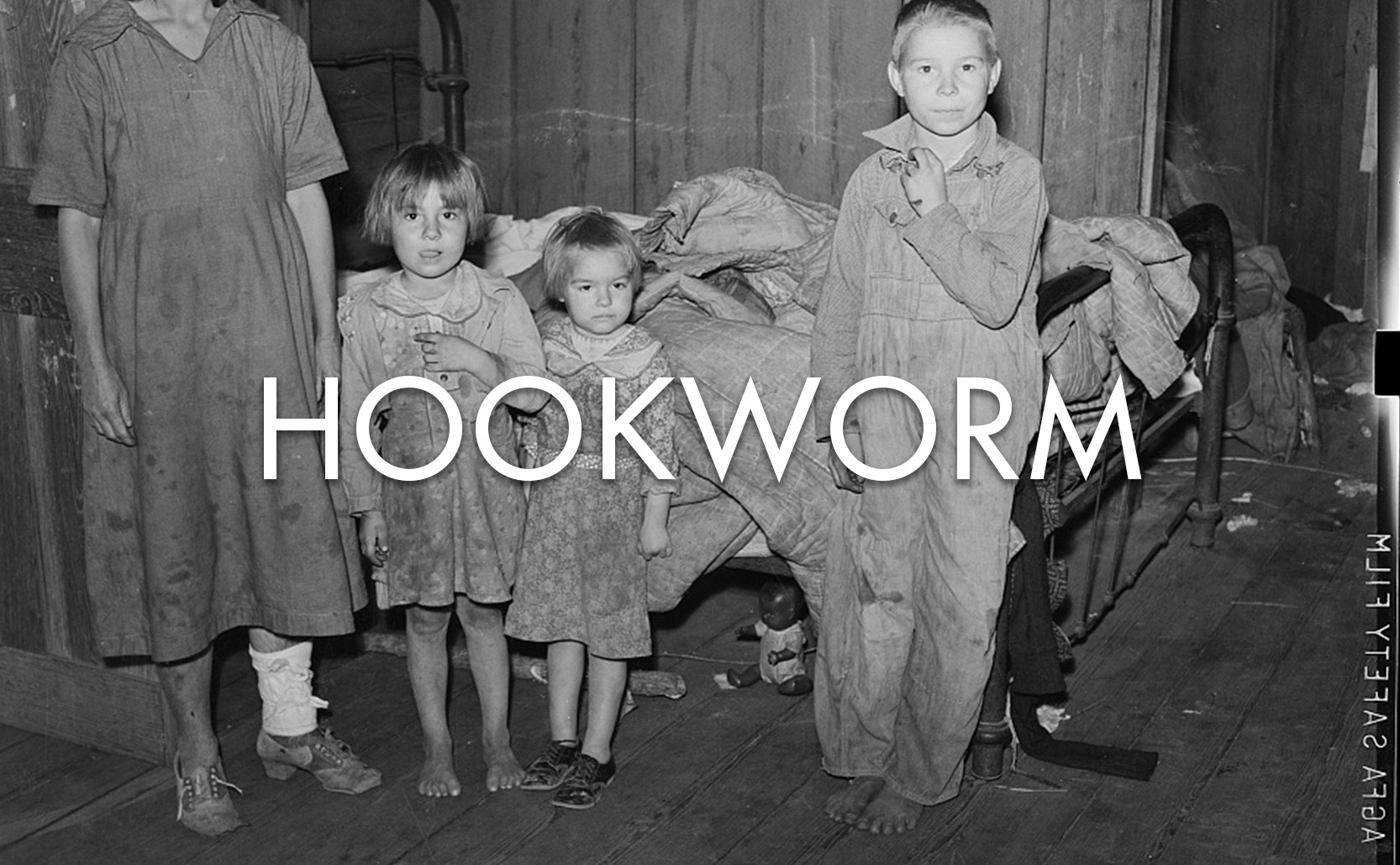 You are currently viewing Hookworm