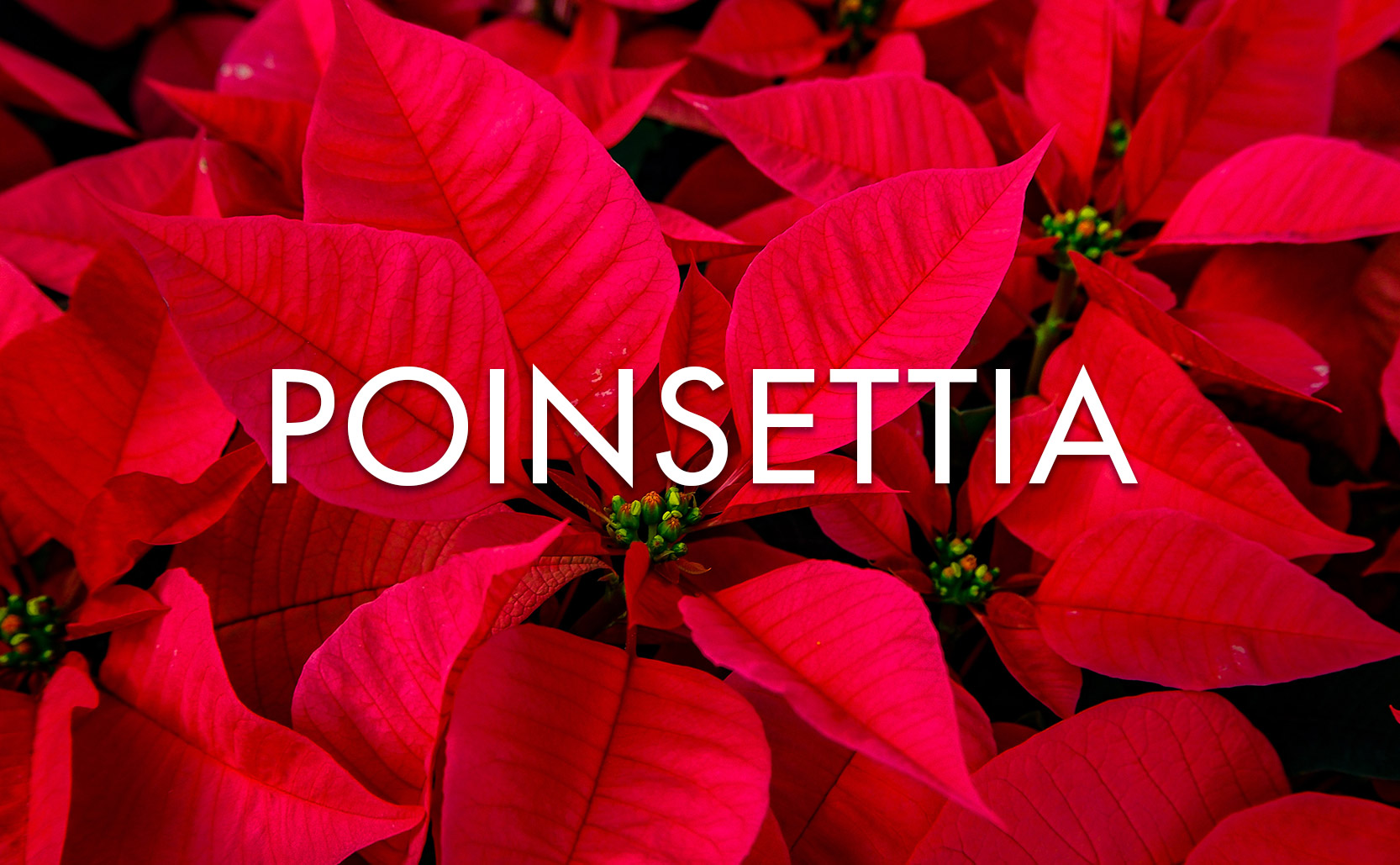 You are currently viewing Poinsettia