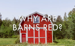 Why are barns red?