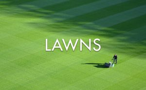 lawns