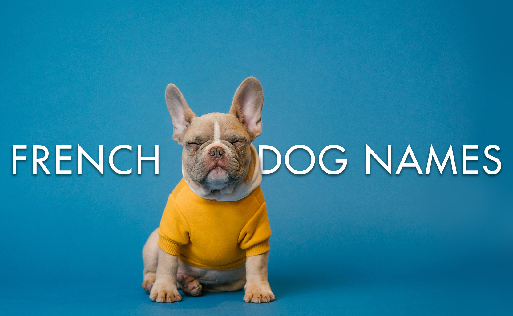 Read more about the article French Dog Names
