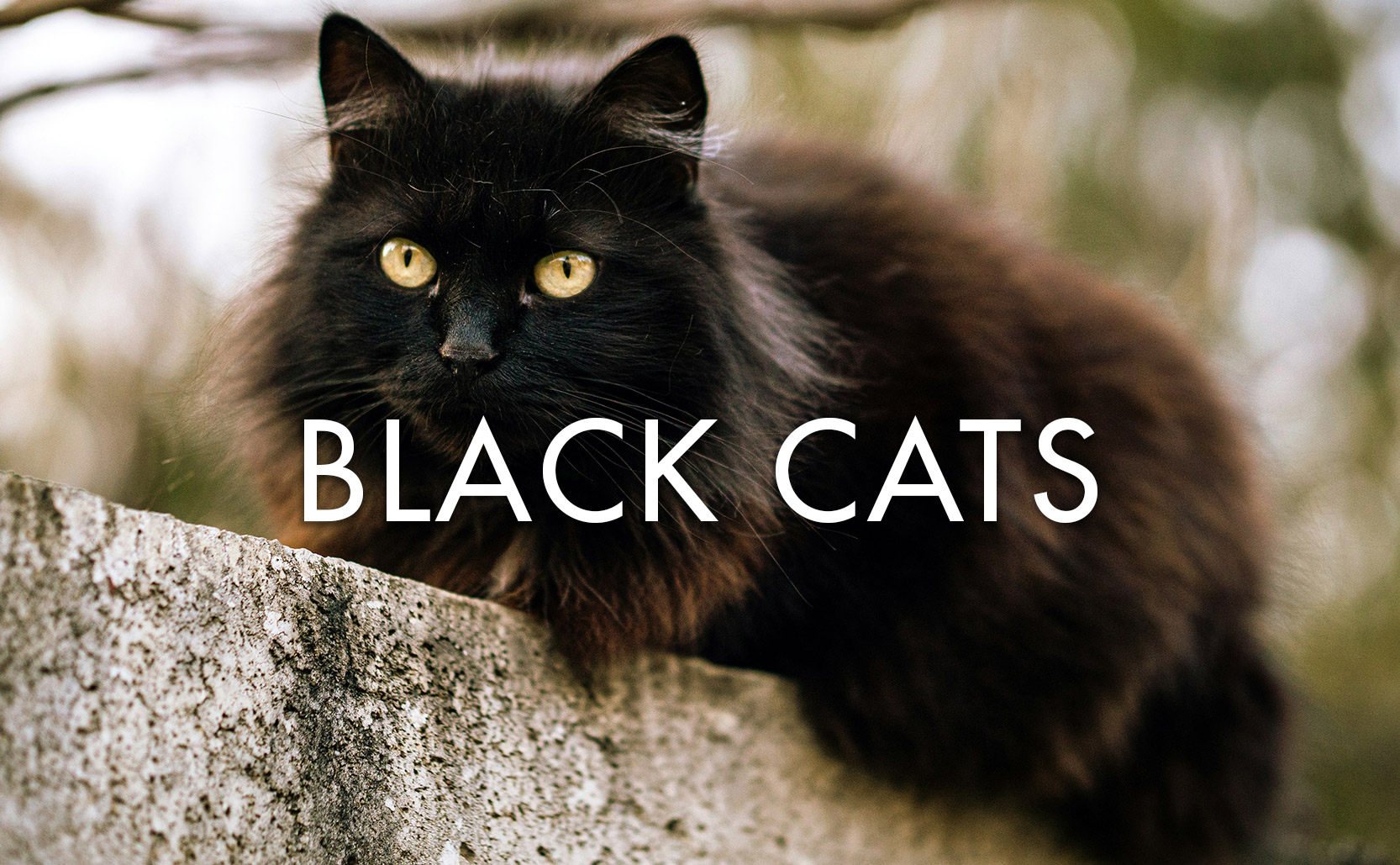 You are currently viewing Black Cats